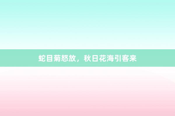 蛇目菊怒放，秋日花海引客来